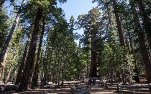 Mariposa Grove