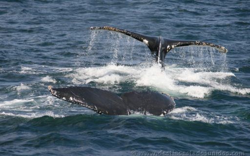 Ballenas cerca de Boston
