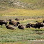 Bisontes en Yellowstone