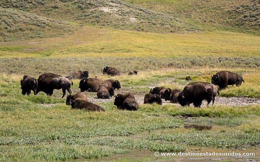 Bisontes en Yellowstone