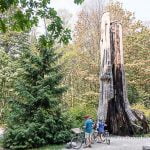 Hollow tree, en el parque Stanley de Vancouver