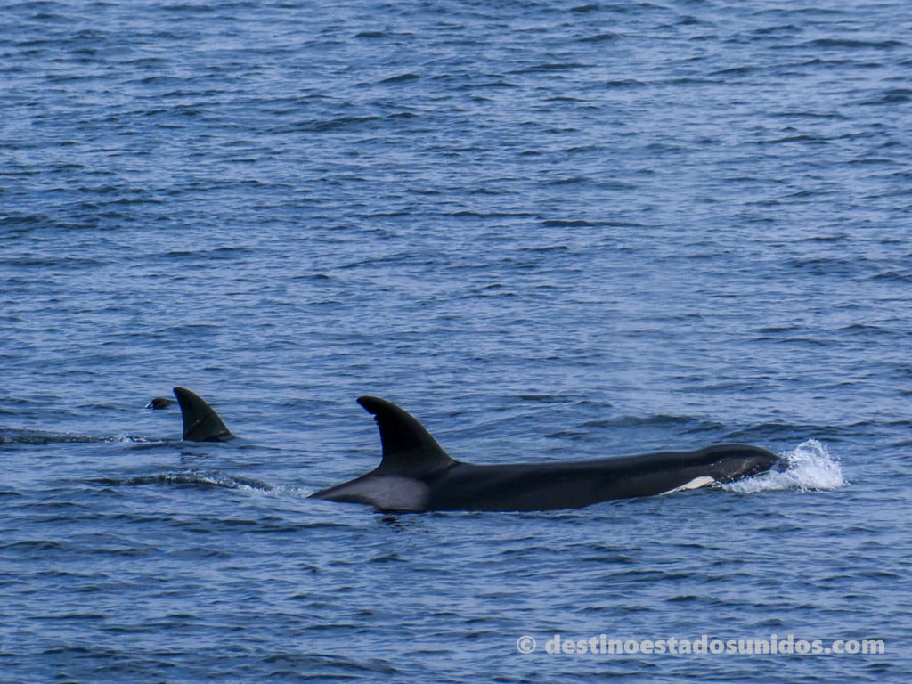 Orcas en Seattle
