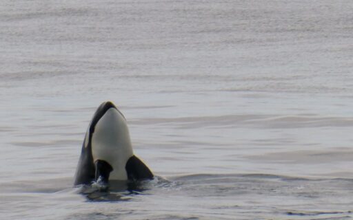 Avistamiento de orcas y ballenas en Seattle