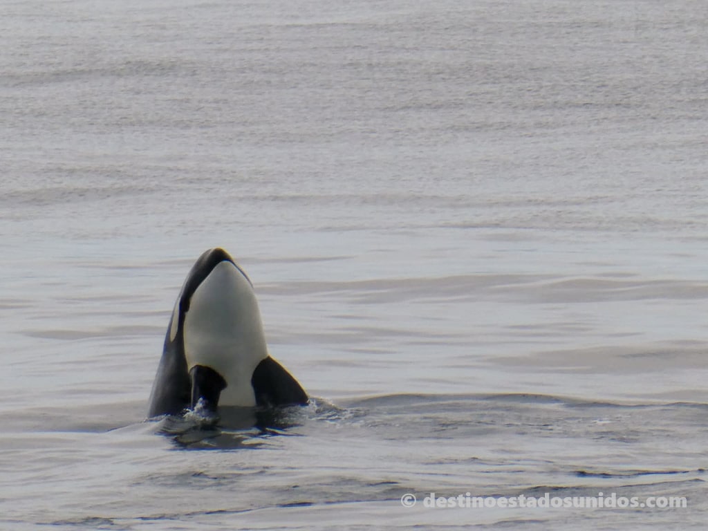 Orcas en Seattle