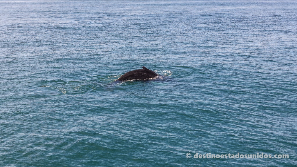 Ballena realizando una inmersión en Boston