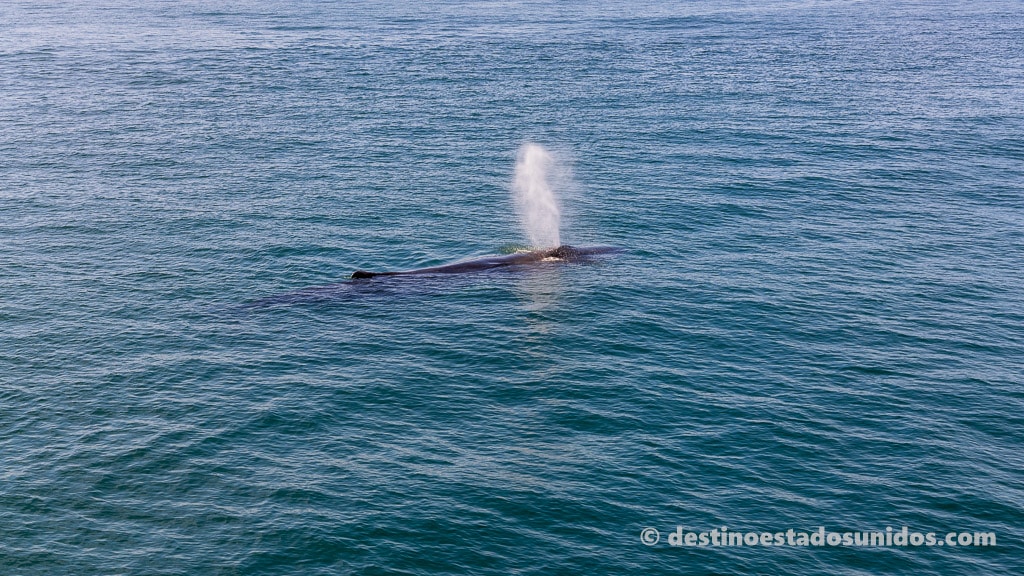 Ballena respirando en Boston
